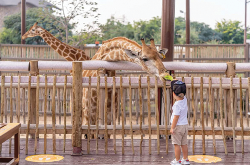 Child feeding a giraffe at the zoo during summer activities for animal loving children