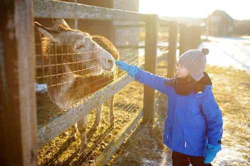 Girl interacting with animals. Wildlife day edition